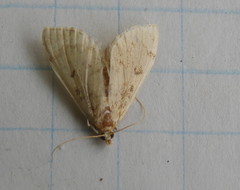 Sitochroa palealis