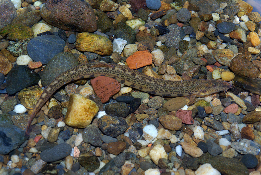 North Iberian Spined Loach