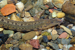 North Iberian Spined Loach photo 2