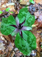 Trillium stamineum