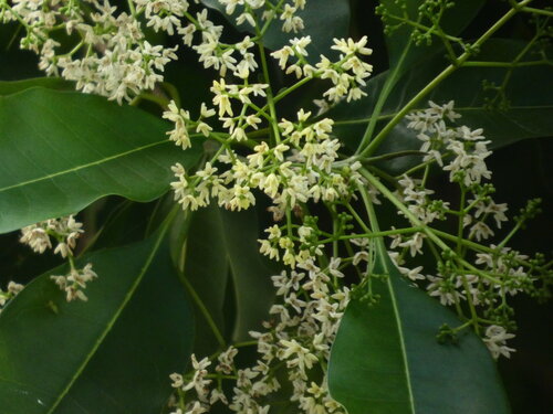 Chionanthus ramiflorus observed 2026-02-03