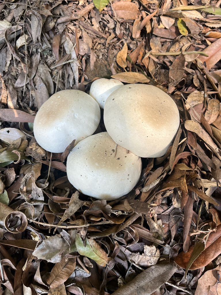 Agaricus xanthodermus · February 2026 · photo: © caseyhh (iNaturalist, cc0)
