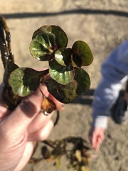 Lysimachia nummularia