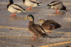 Anas rubripes × platyrhynchos