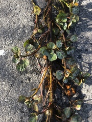 Lysimachia nummularia