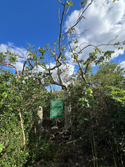 Cuban marlberry (Hildegardia cubensis)