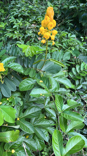 Senna alata observed 2026-02-01