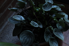 Peperomia argyreia