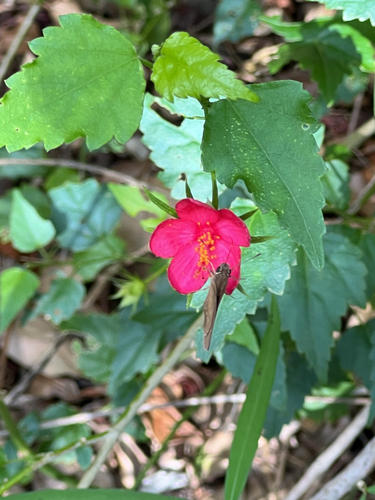Hibiscus phoeniceus, photograph 6