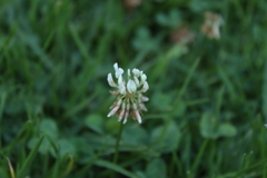 Trifolium repens