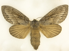 Gloveria arizonensis