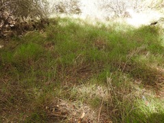 Fimbristylis ferruginea