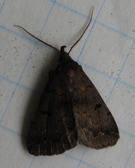 Phalaenostola hanhami