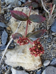 Euphorbia hirta