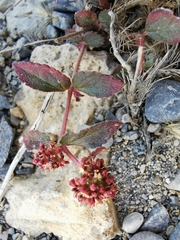 Euphorbia hirta