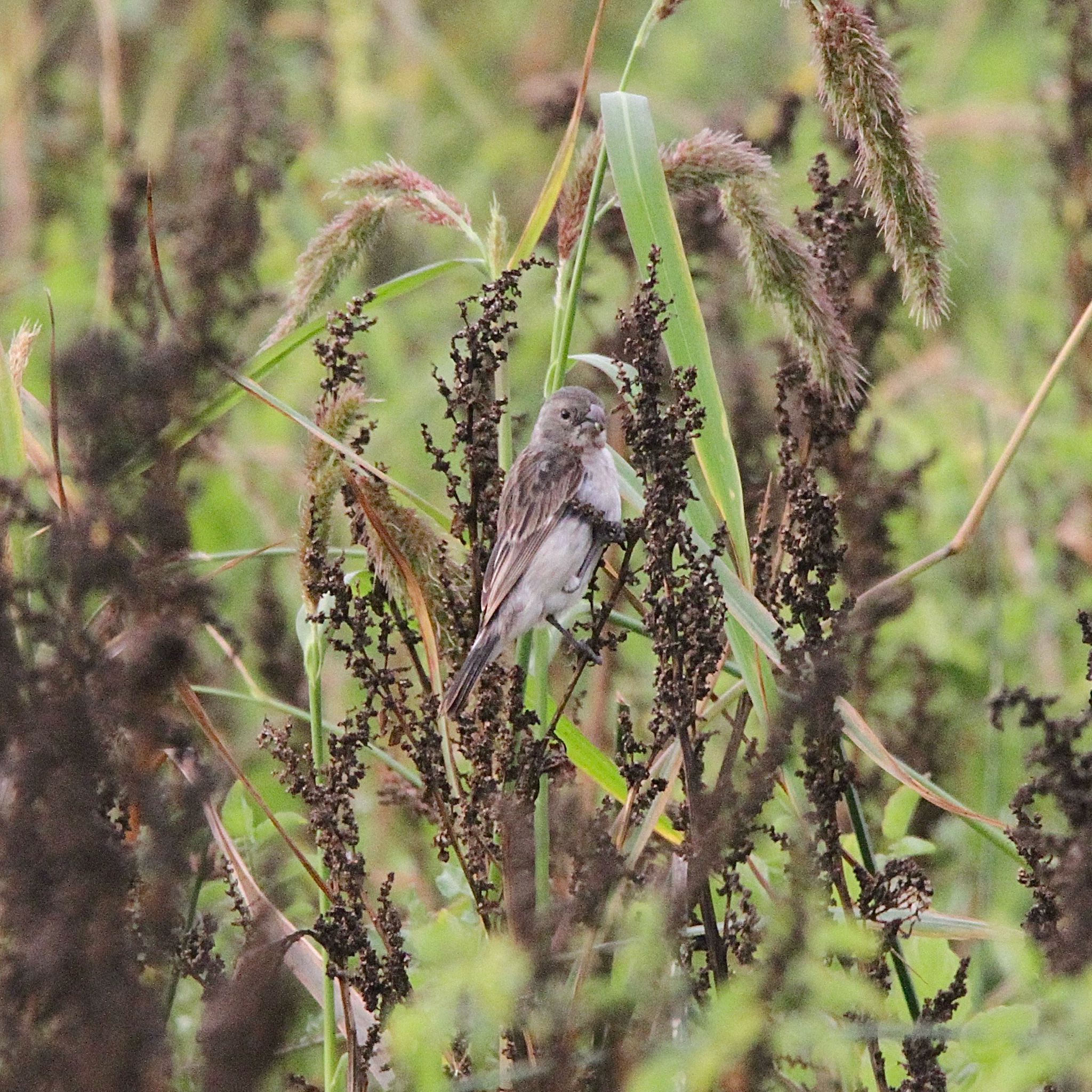 Chestnut-throated Seedeater (Sporophila telasco), photo 3