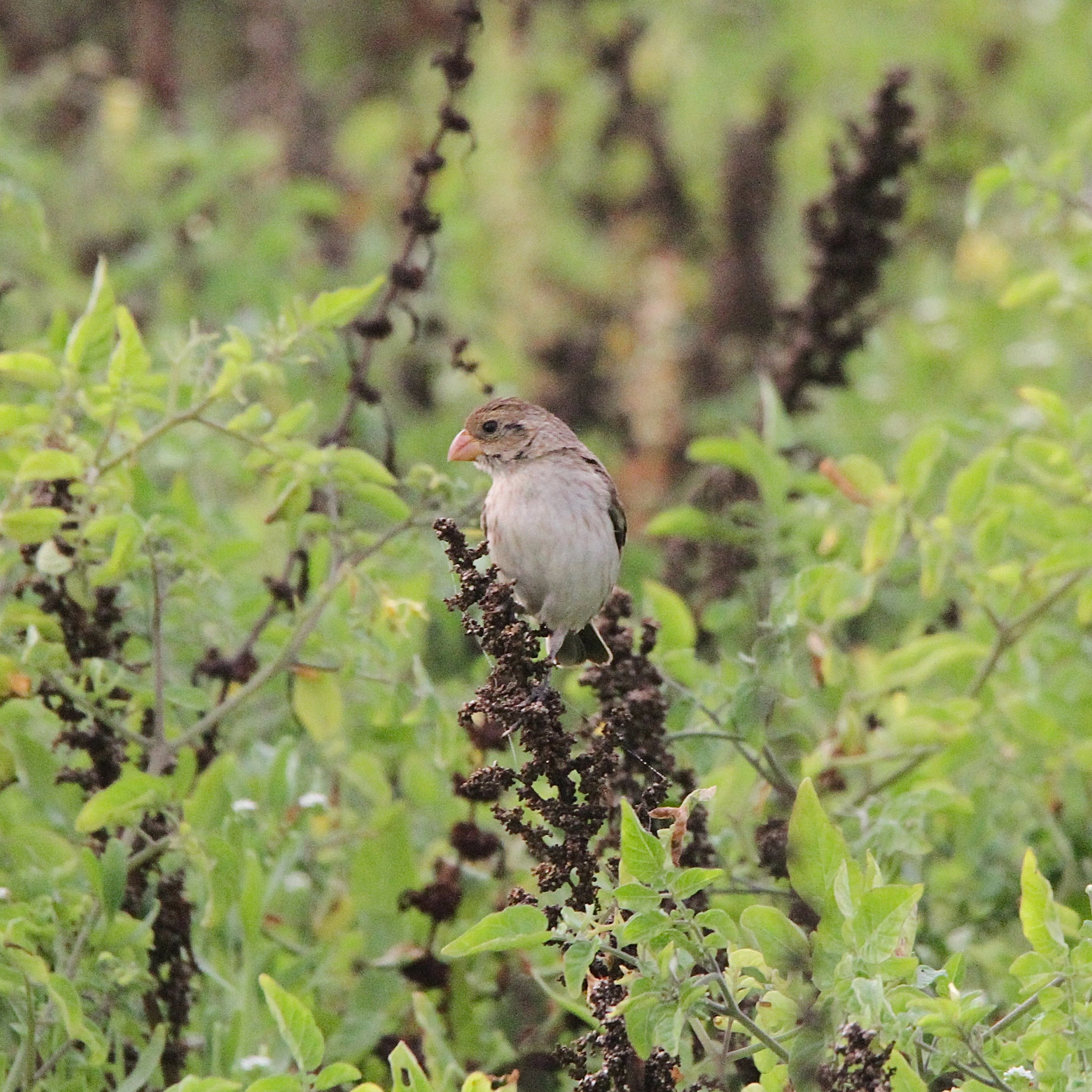 Chestnut-throated Seedeater (Sporophila telasco), photo 6