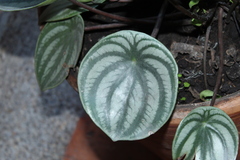 Peperomia argyreia