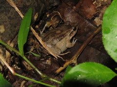 Leptodactylus leptodactyloides
