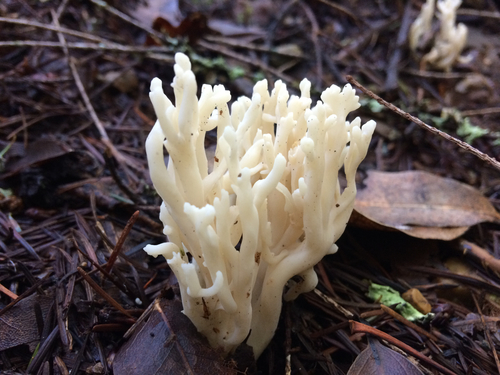 wrinkled club fungus