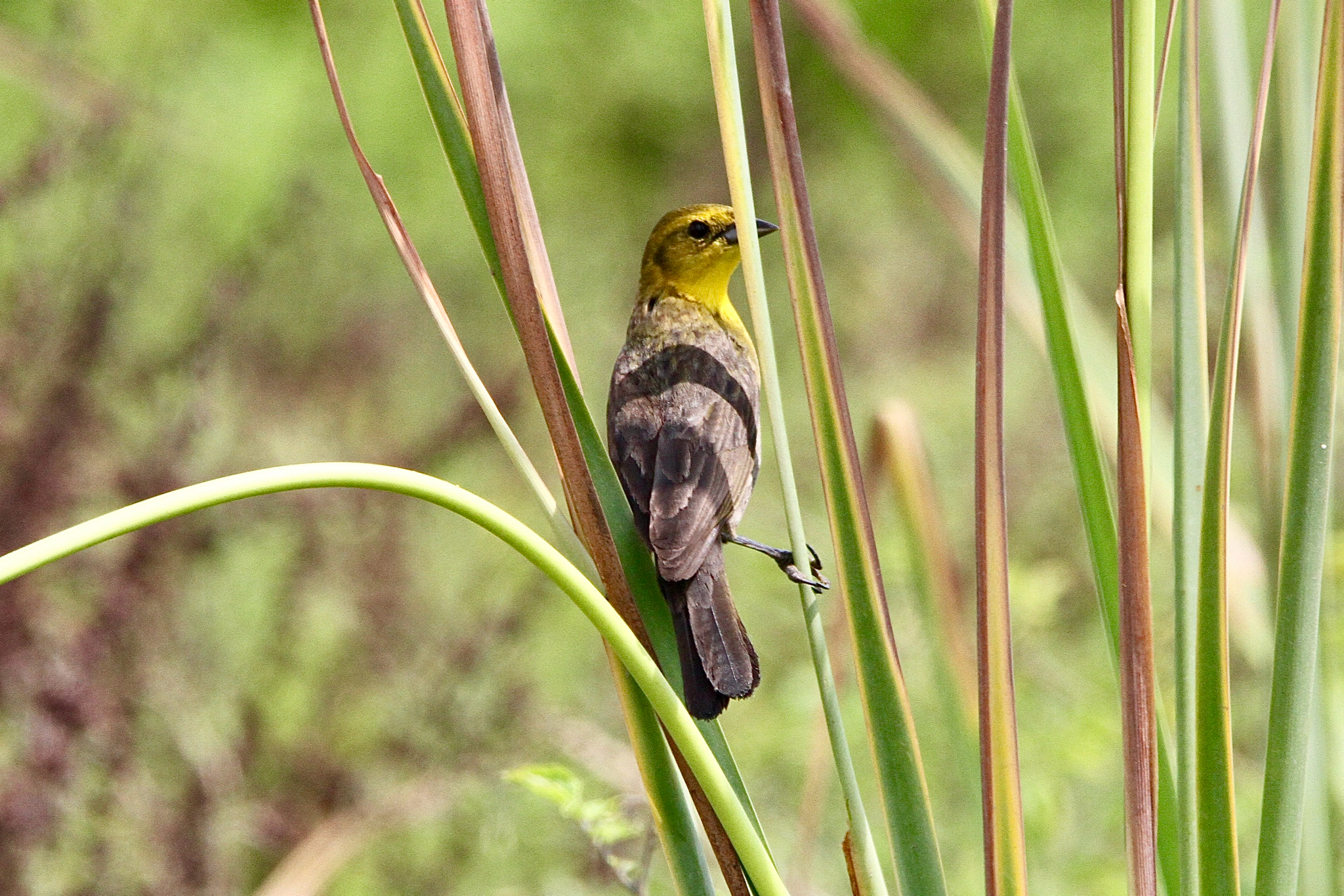 Yellow-hooded Blackbird (Chrysomus icterocephalus), photo 6