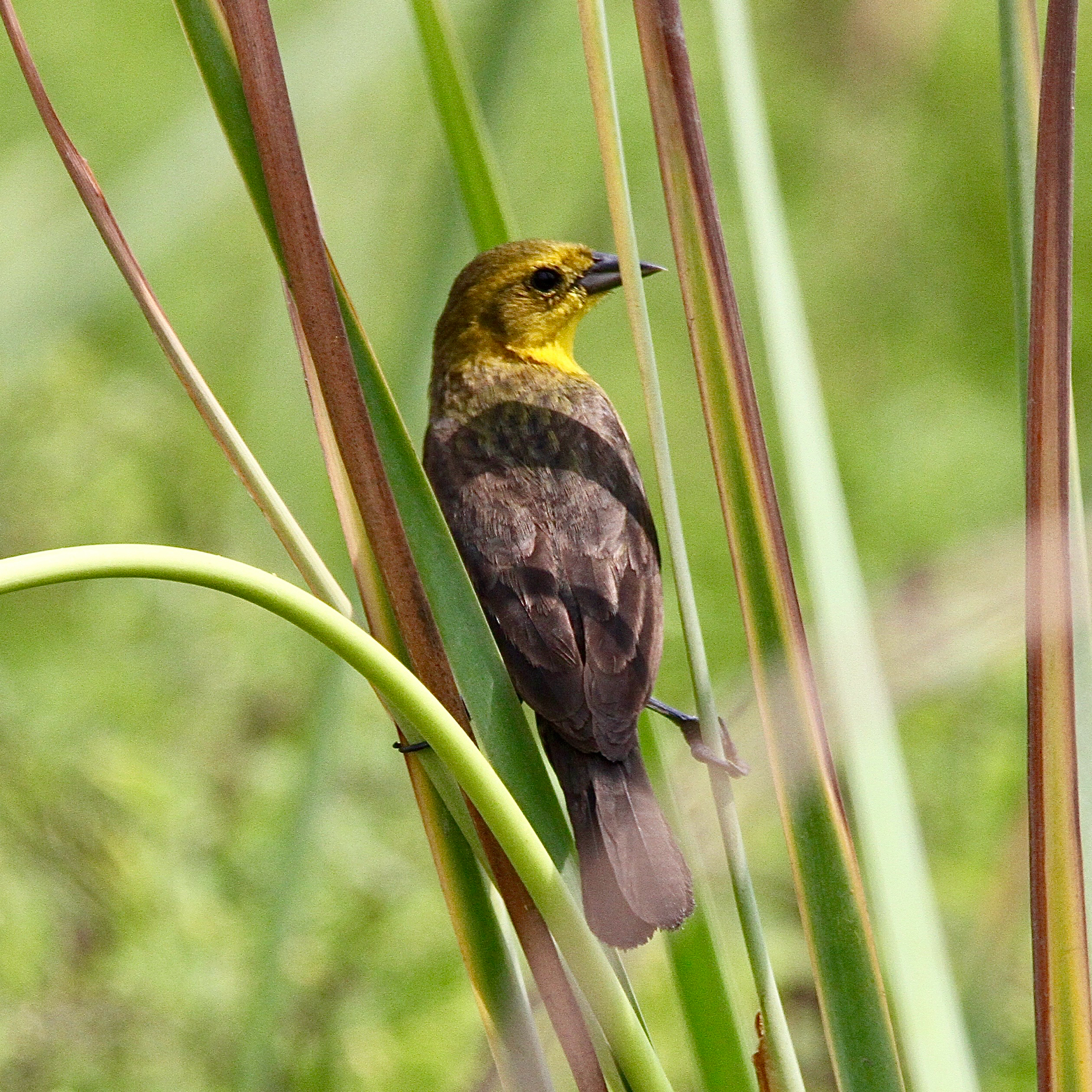 Yellow-hooded Blackbird (Chrysomus icterocephalus), photo 5