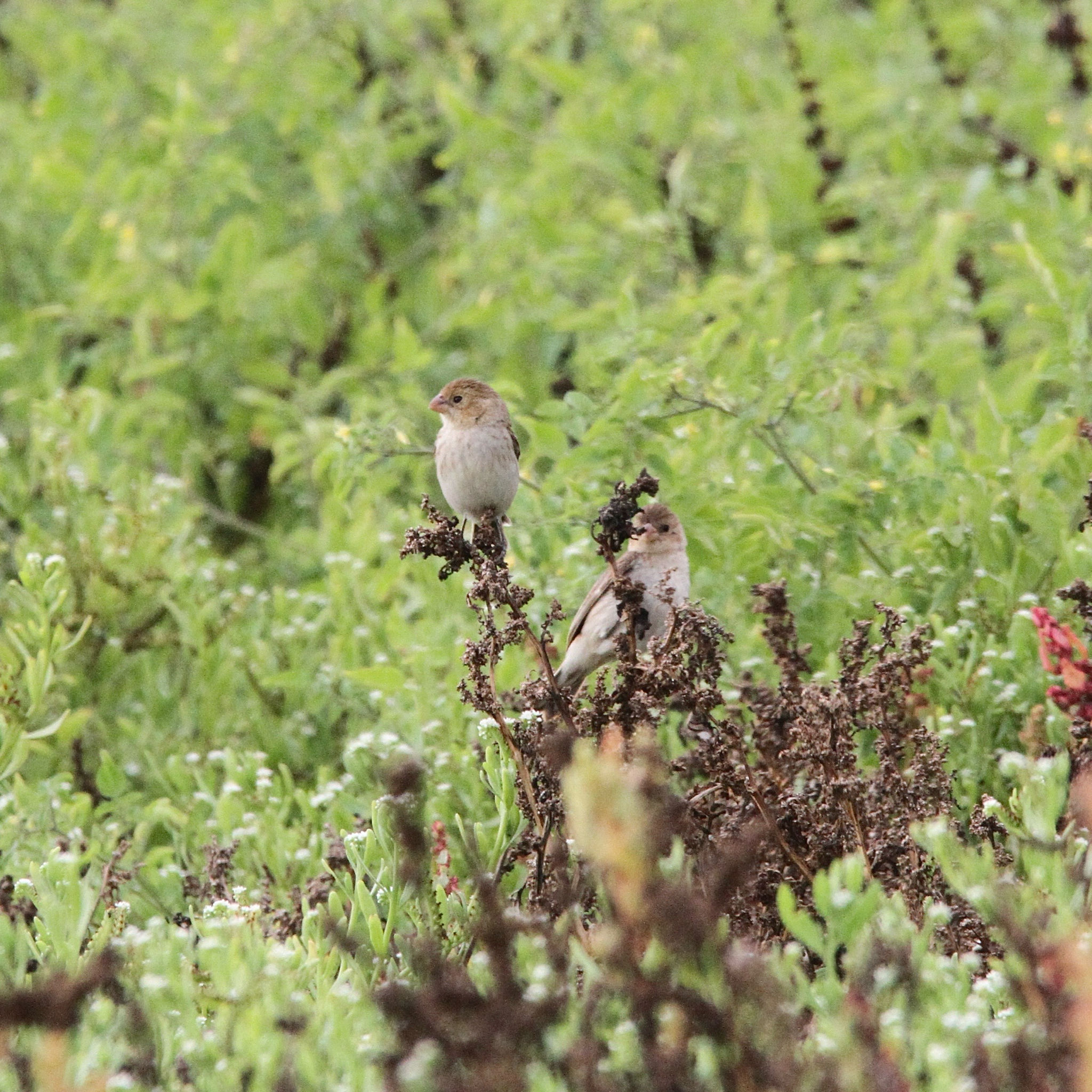 Chestnut-throated Seedeater (Sporophila telasco), photo 4