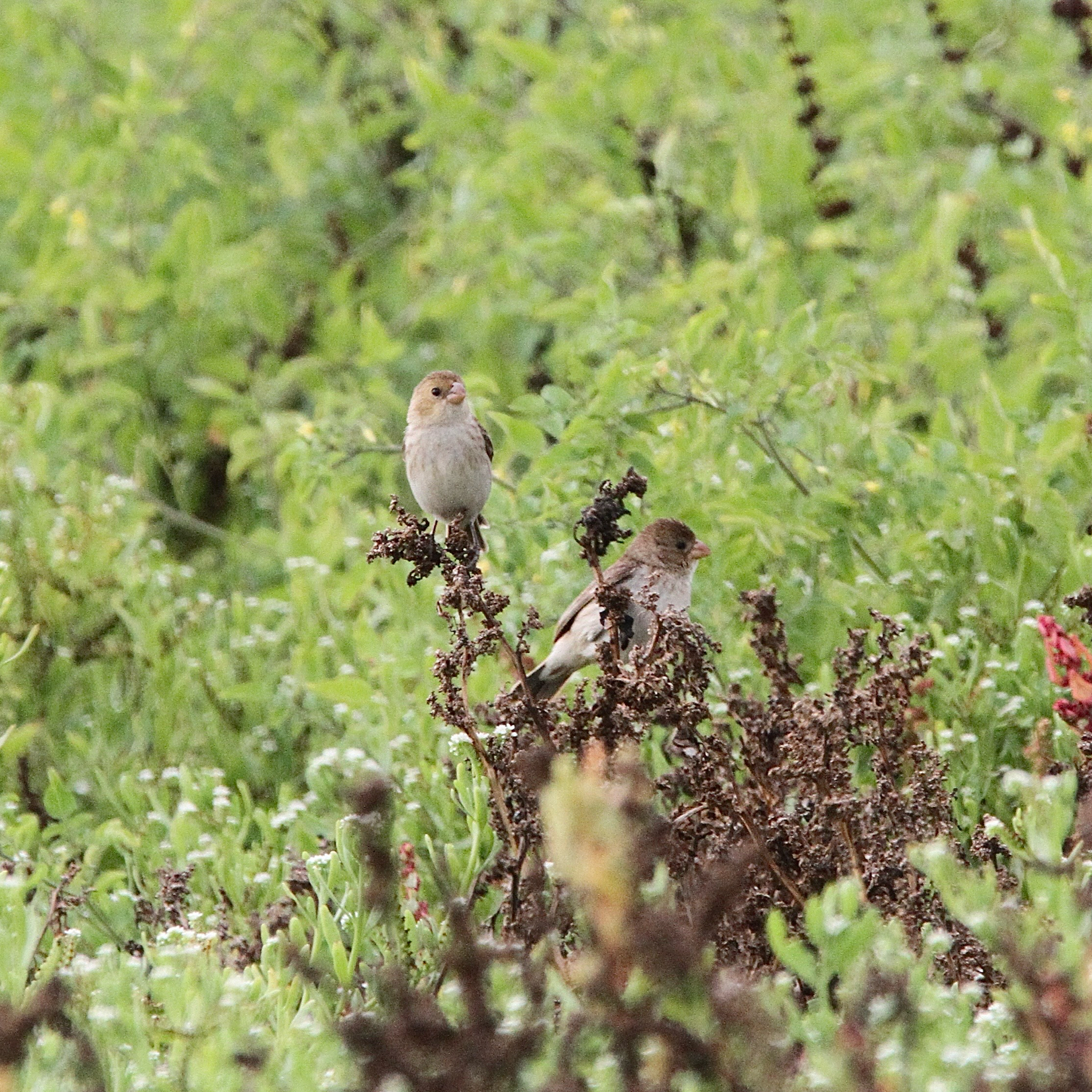 Chestnut-throated Seedeater (Sporophila telasco), photo 5