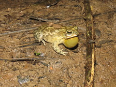 Rhinella major
