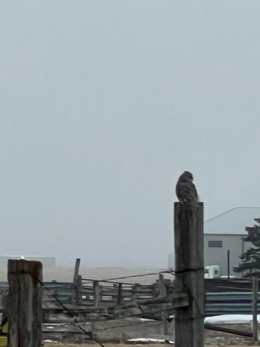 Long-eared Owl