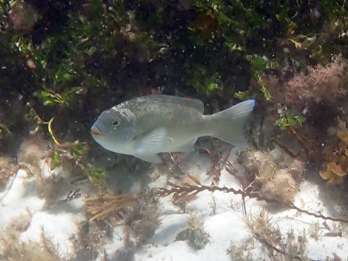 Western rock blackfish (Girella tephraeops) — Kyphosidae — 3