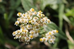 Alloispermum integrifolium