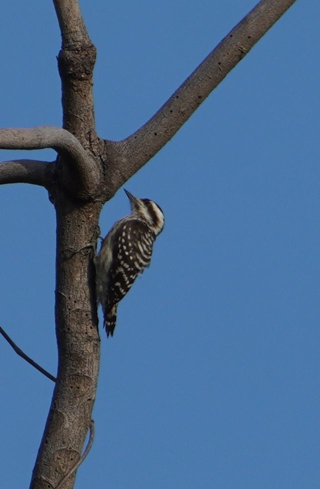 Sunda Pygmy Woodpecker (Yungipicus moluccensis), photo 1