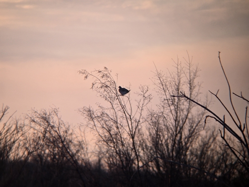 Sharp-tailed Grouse (Tympanuchus phasianellus), photo 4