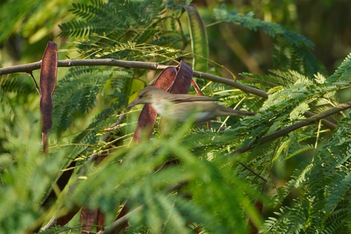 Oriental Reed Warbler (Acrocephalus orientalis), photo 5