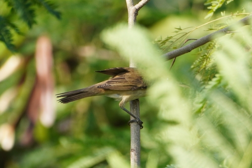 Oriental Reed Warbler (Acrocephalus orientalis), photo 6