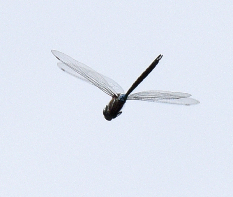 Spot-fronted Darner