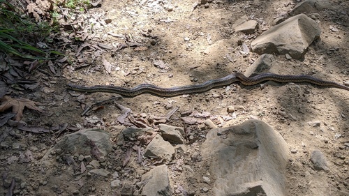 Gopher Snake