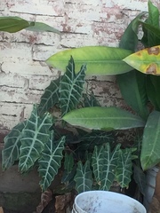 Alocasia amazonica