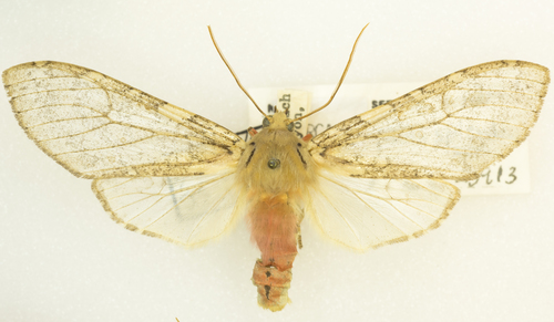 Mottled Glassy-wing photo 2