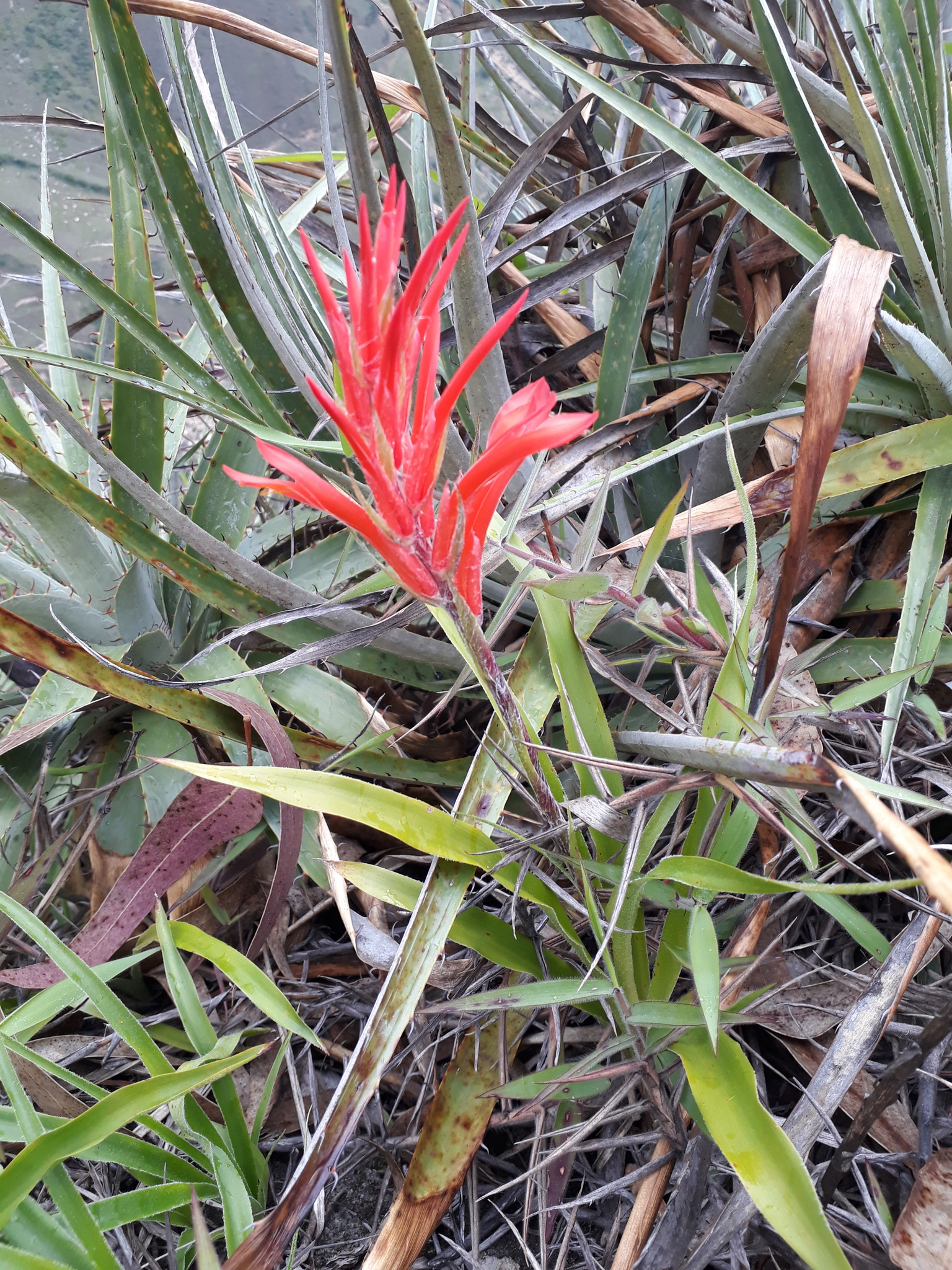Pitcairnia image