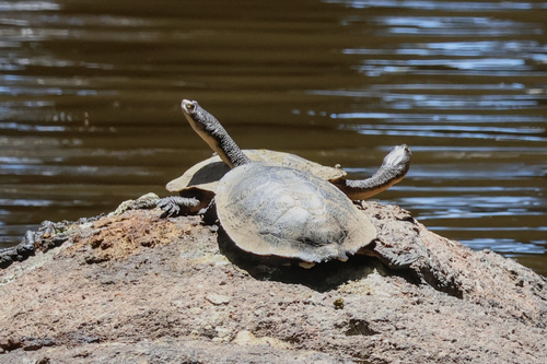 Eastern Snake-necked Turtle