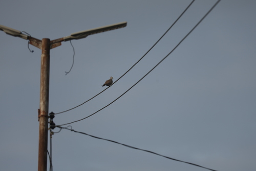Zebra Dove