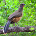 Plain Chachalaca - Photo (c) herper47, some rights reserved (CC BY-NC)