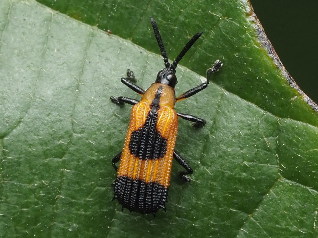 Oxychalepus balyanus