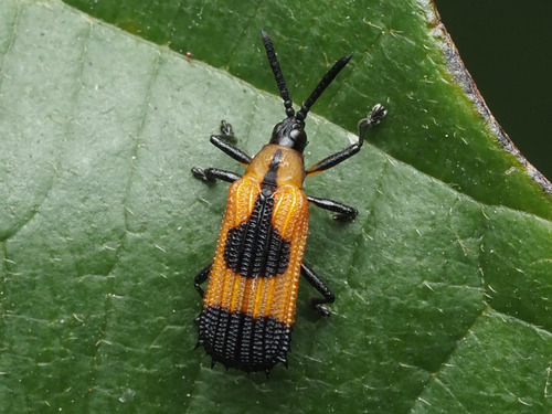Oxychalepus balyanus