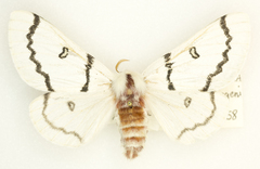 Hemileuca neumoegeni