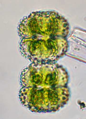 Cosmarium ornatum