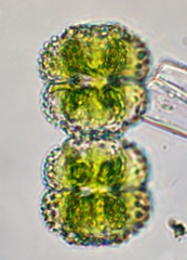 Cosmarium ornatum
