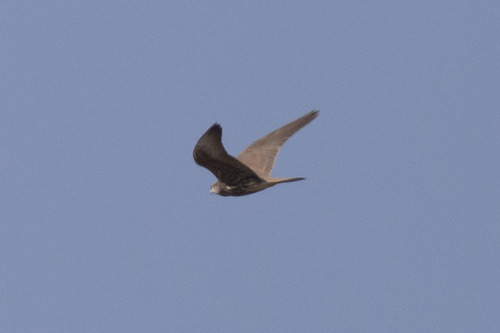 Saker Falcon
